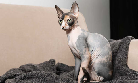 Sphynx