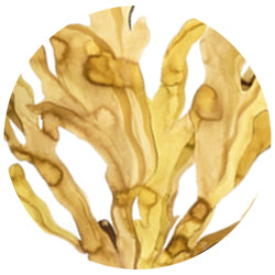 Bladderwrack