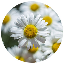 Chamomile