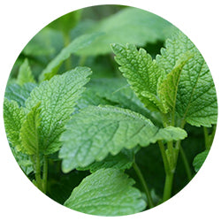 Lemon Balm