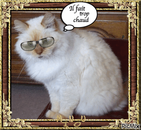 Tapis rafraîchissant & reposant - CHATauFrais™ – Pour toi Mon chat
