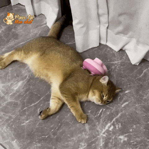 Massage interactif pour chat, mini gestes créatifs de la main