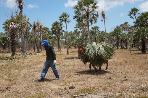 Unregulated carnauba tree harvesting and unethical car wax production labor violations are but a couple of the problems that have come to light in recent years. Photo Credit: UEBT