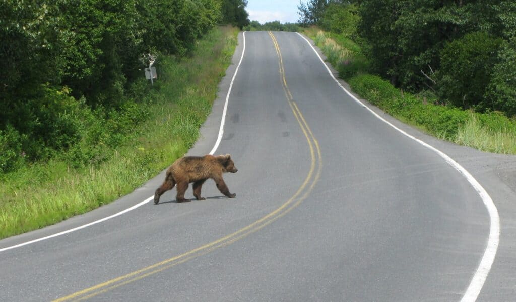 How to deal with animals on the road - Understanding Potential Risks and Hazards