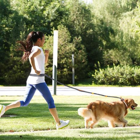 laisse main libre chien