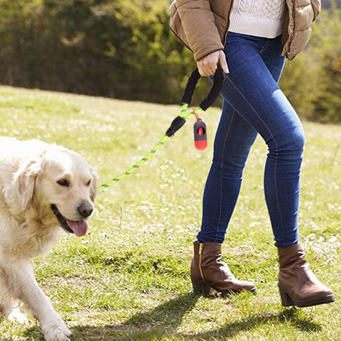 laisse chien marche au pied