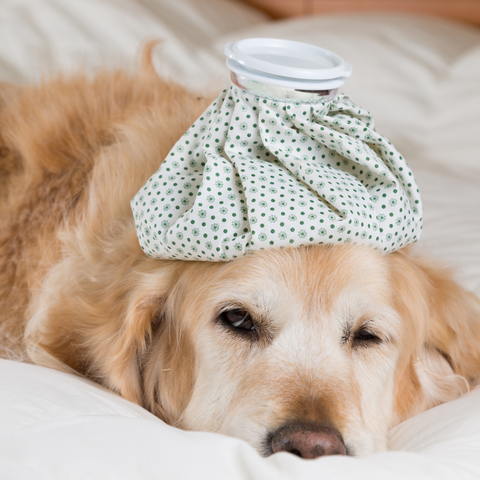 chien-malade-froid
