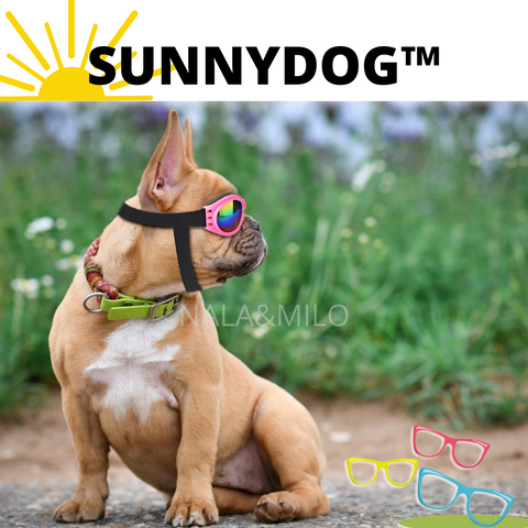 sunnydog