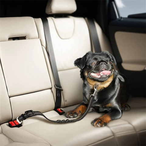 Ceinture pour voiture pour la sécurité de votre chien
