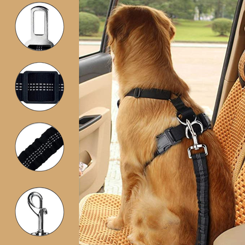 ceinture auto chien