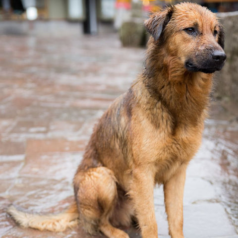 chien mouillé froid