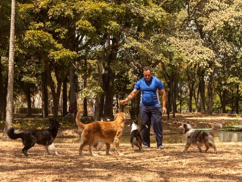 educateur-canin-gros-chien