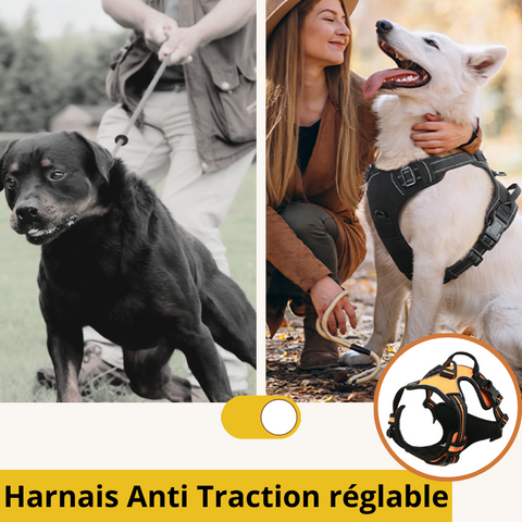 Harnais anti-traction Red Dingo - Harnais classique - Natur'animo - Notre  passion, vos animaux !