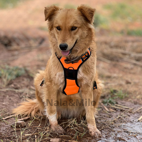 Harnais Pour Chiens, Harnais Chien Anti Traction Réfléchissant