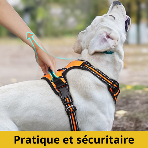 harnais pour chien poignée