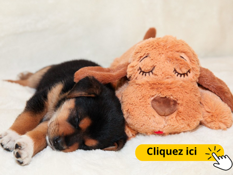 jouet-anti-stress-chien