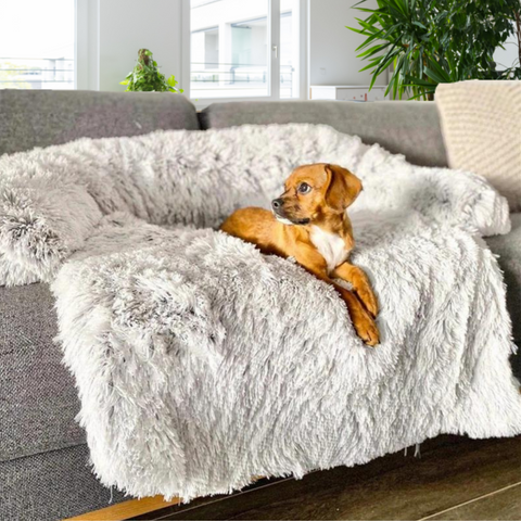 Coussin chien dehoussable