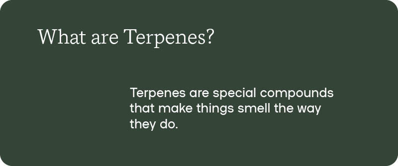 What are terpenes? 