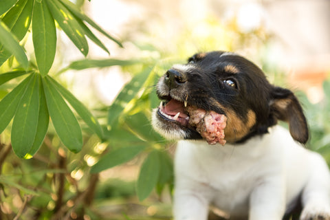 Start your Puppy on a Raw Diet