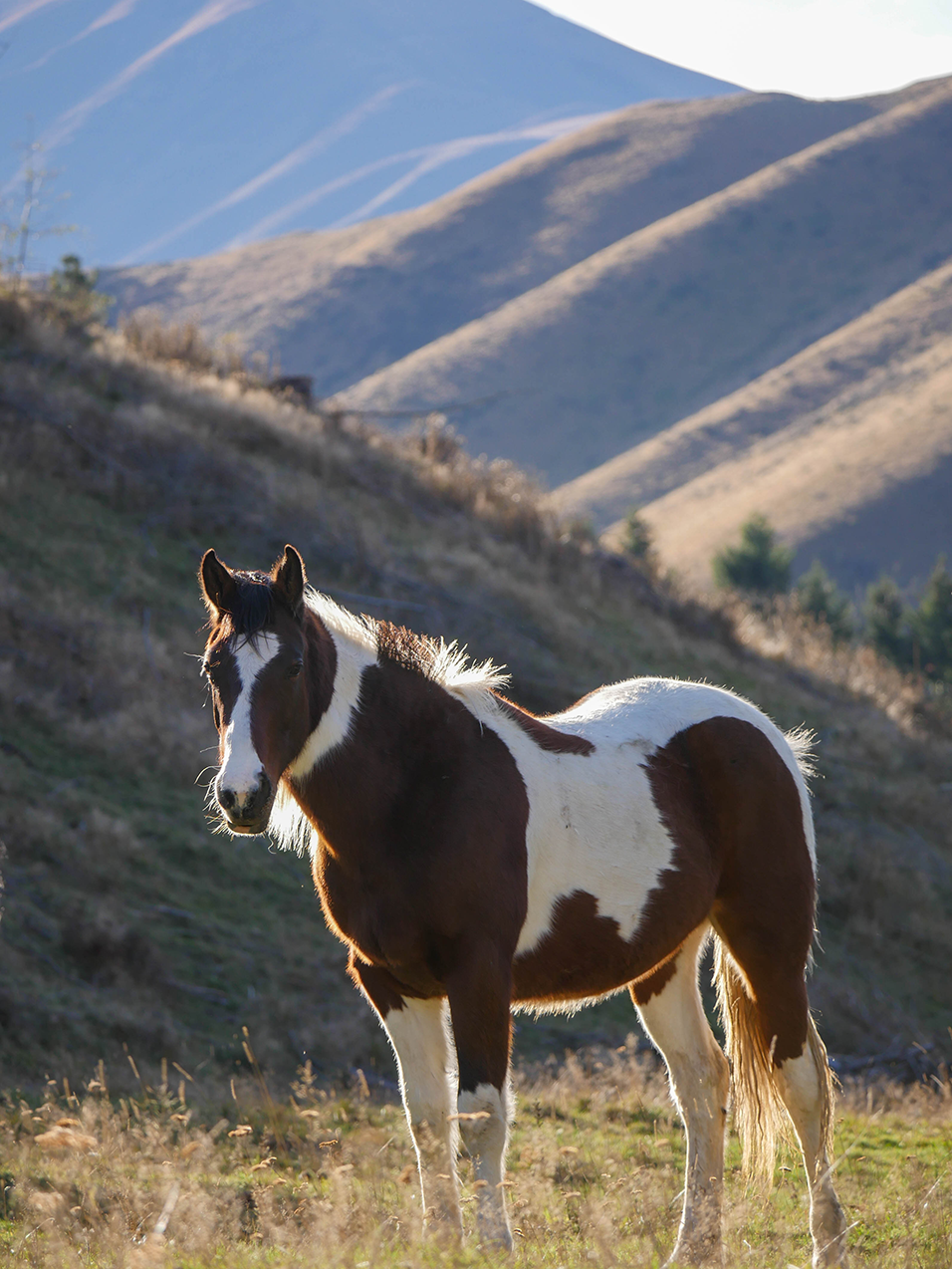 horses for sale