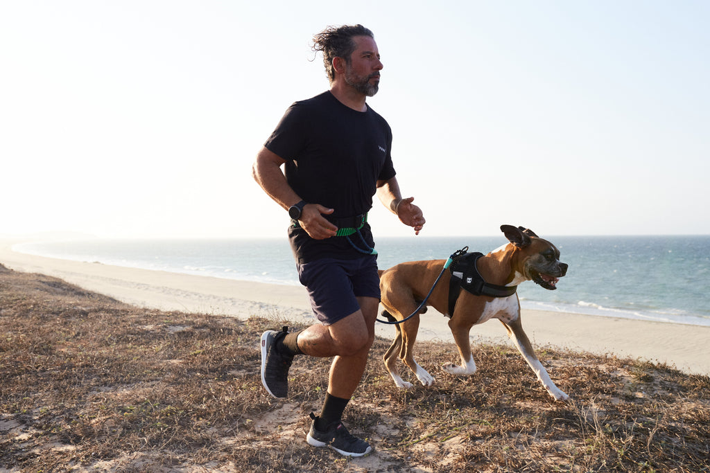 zee dog running belt