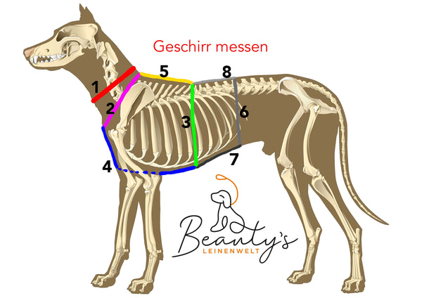 Messanleitung Hundegeschirr, Position der einzelnen Gurte bei einem Hundegeschirr oder einem Halsband