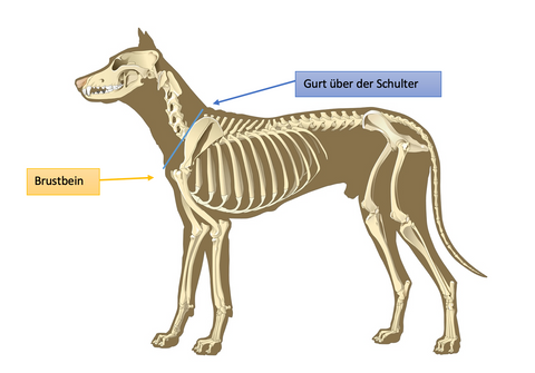 Messanleitung Hundegeschirr, Position des Schultergurtes bei einem Y-Brustgeschirr für deinen Hund