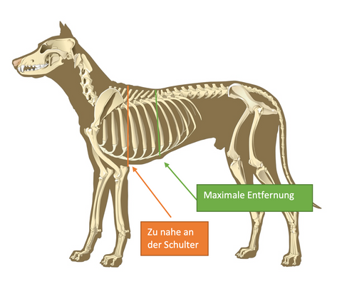 Messanleitung Hundegeschirr, Position Bauchgurt Abstand zur Schulter des Hundes