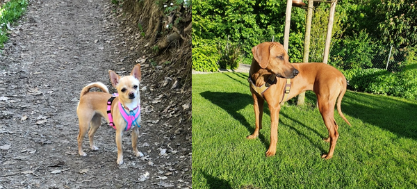 Vergleich Hundegeschirr an unterschiedlich großen Hunden, Vergleich Passform Hundegeschirr Chihuahuas mit 2,5kg und Ridgeback Hündin mit ca. 30kg