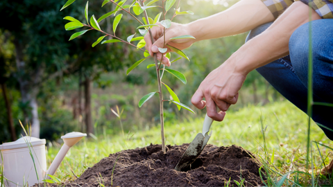 Sustainable swag corporate gift planting tree eco friendly 