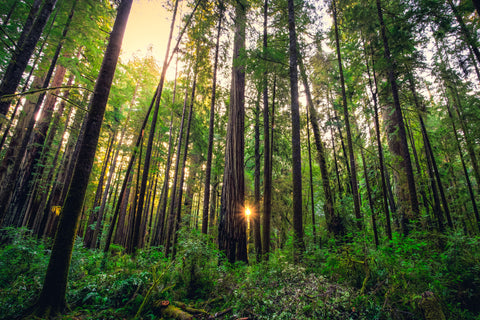 Sunrise in the Redwoods, Redwoods National & State Parks, California
