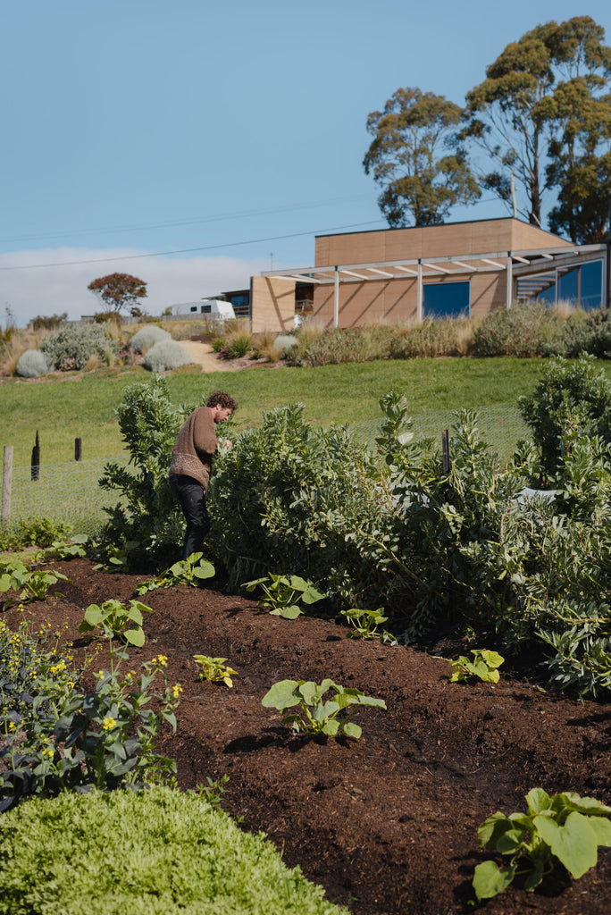 Head chef Tim Hardy collects fresh ingredients from Van Bone's kitchen garden.