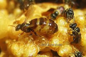 Australian native stingless bee queen