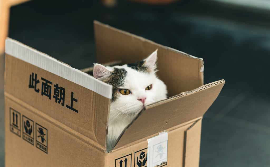 cute cat hiding in litter box