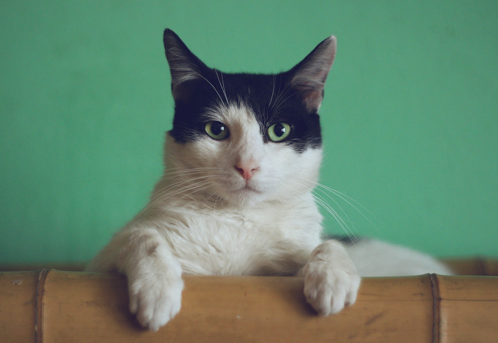 cute cat that likes his litter box