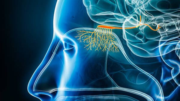 Image highlighting the olfactory bulb