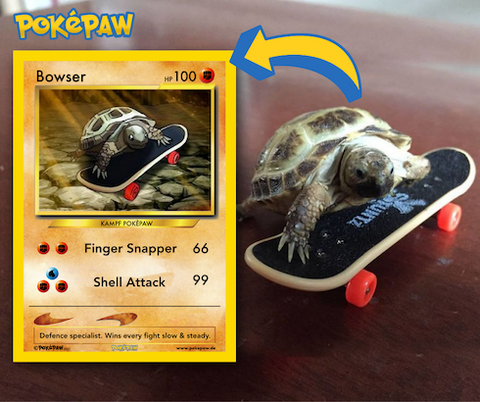 Turtle Poke Card