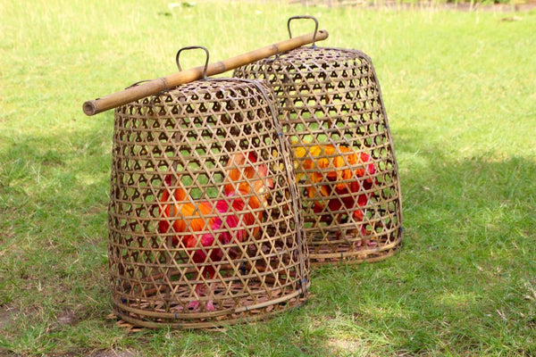 Poules en cages