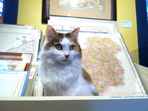 Fluffy cat white with brown and black patches looking alert and regal, sitting in front of antique maps