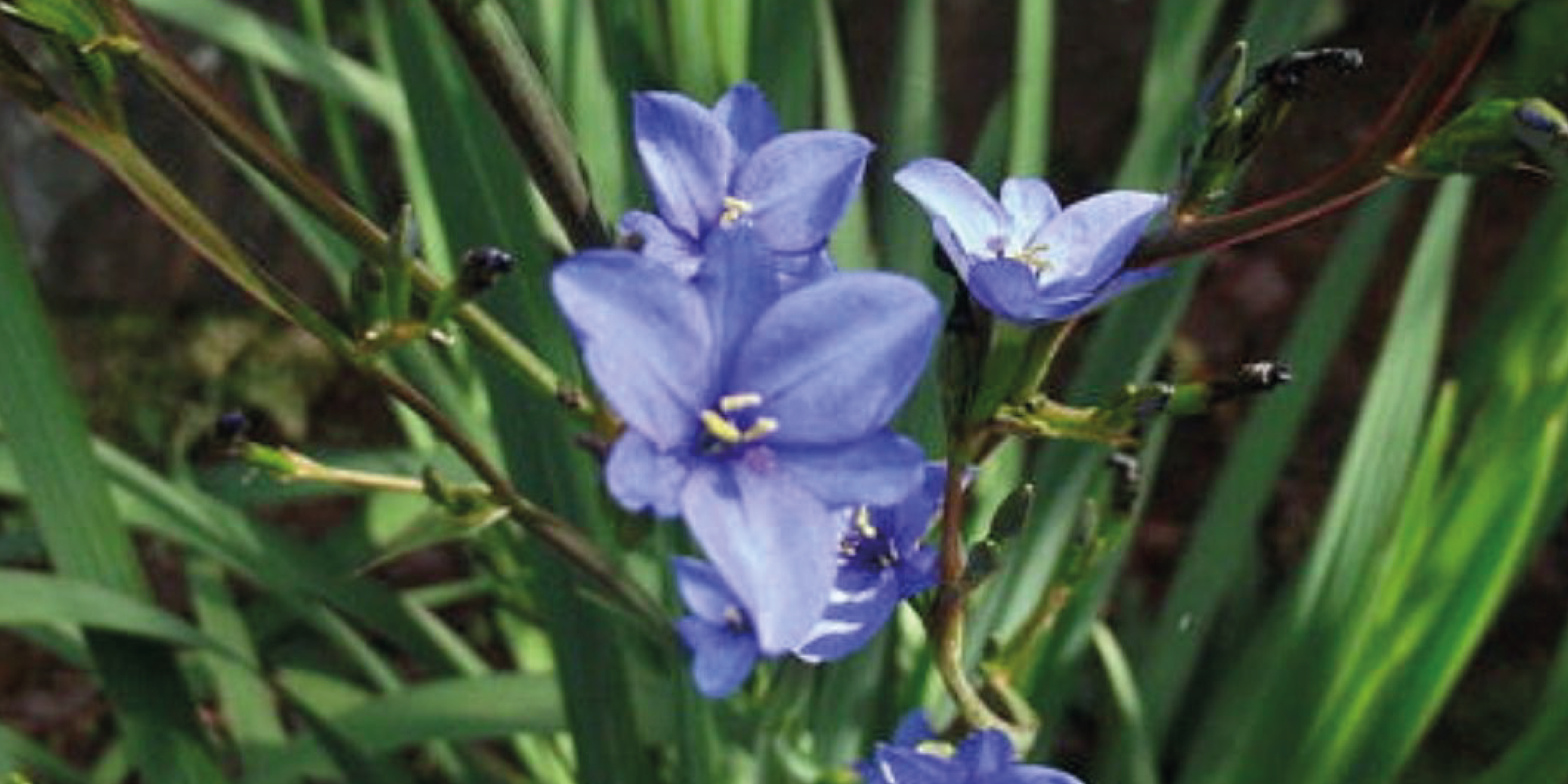 Los bulbos son plantas de fácil cultivo y preciosa floración! - Vivero  Cinco Pinos