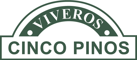 www.cincopinos.cl