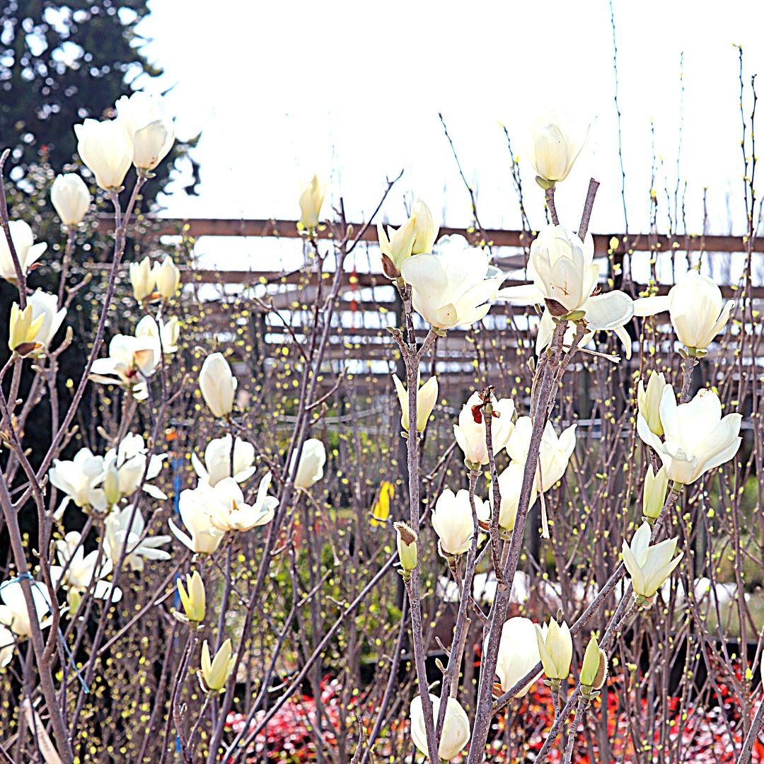 Magnolio Yullans - Magnolia Yullans Conspicua - Vivero Cinco Pinos