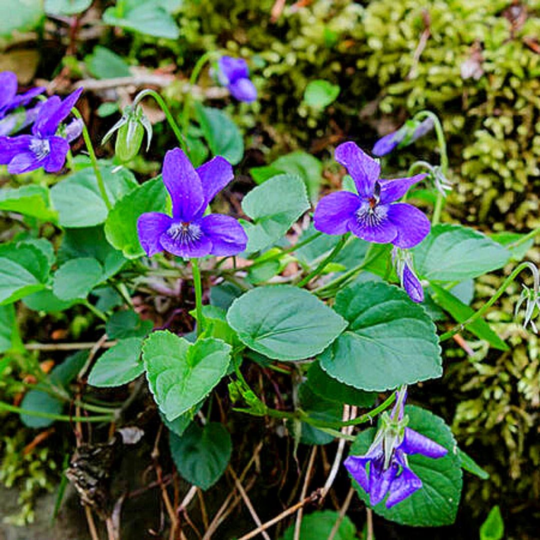 Flores y cubresuelos Etiquetado 