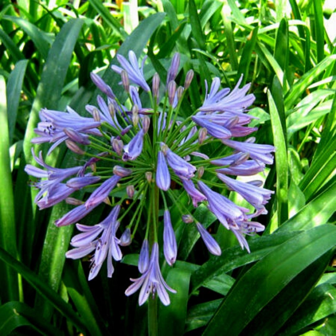 Agapanto Azul - Agapanthus Africanus. - Vivero Cinco Pinos