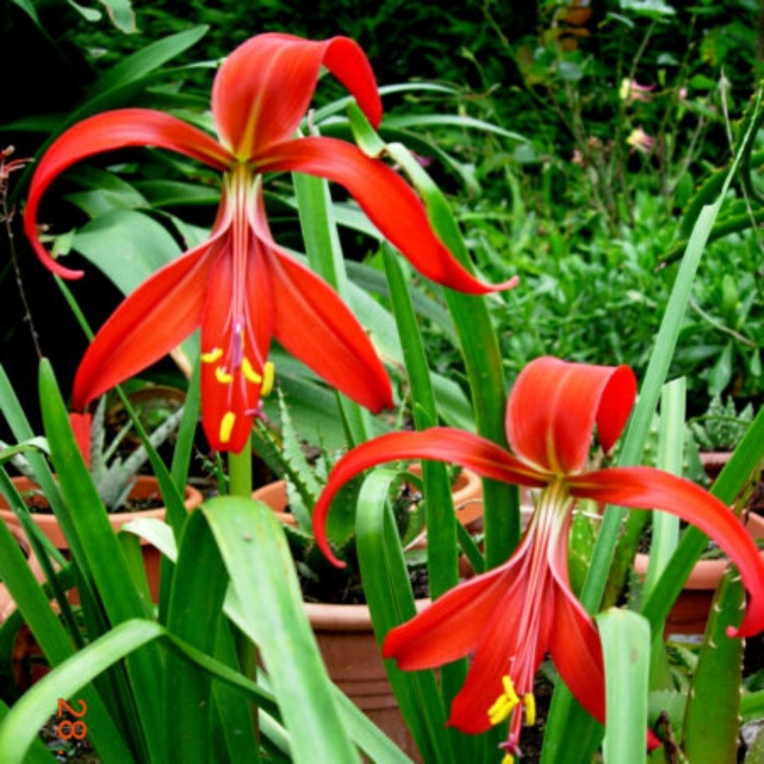 Flor De Lis - Sprekelia Formossisima - Vivero Cinco Pinos