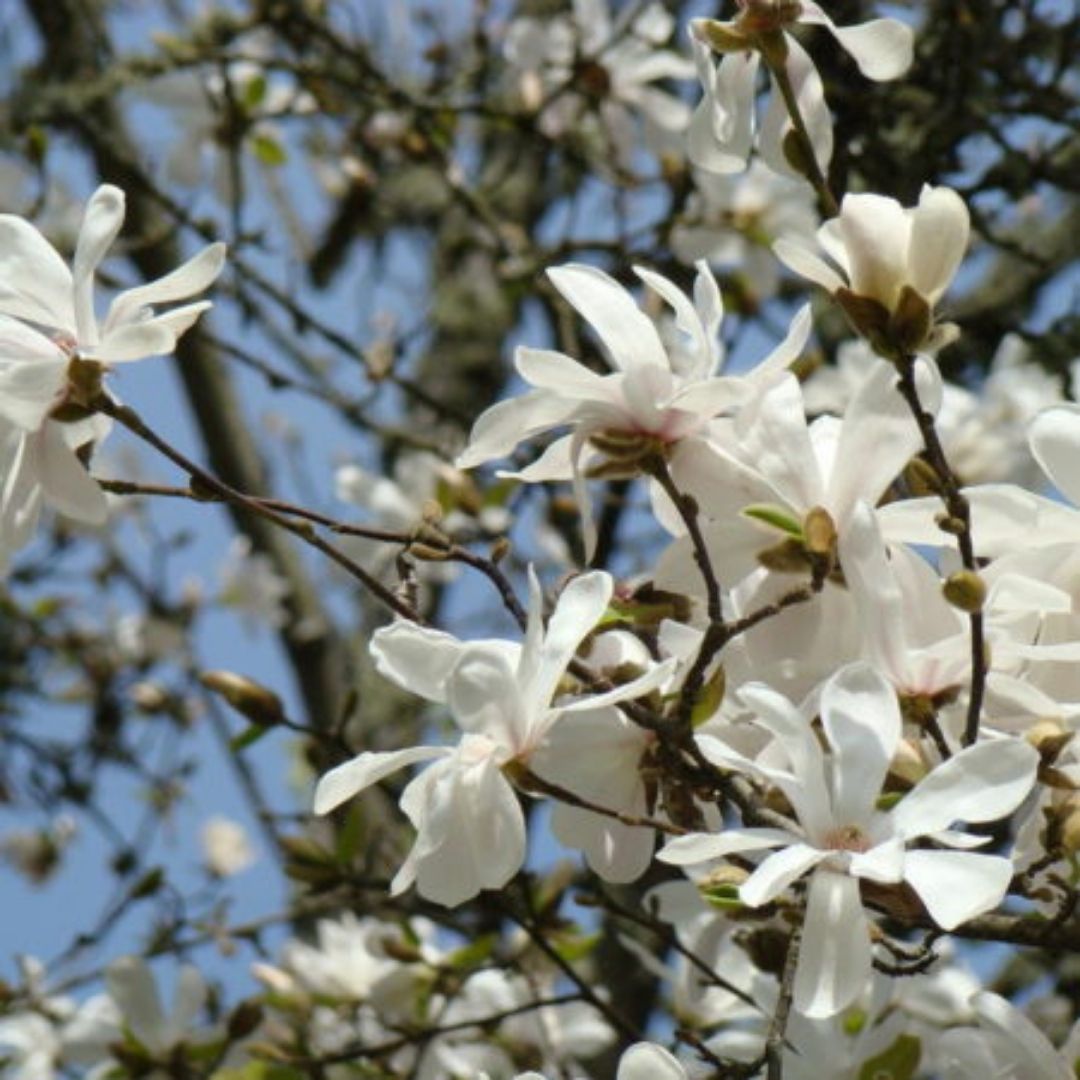 Magnolio Stellata - Magnolia Stellata - Vivero Cinco Pinos