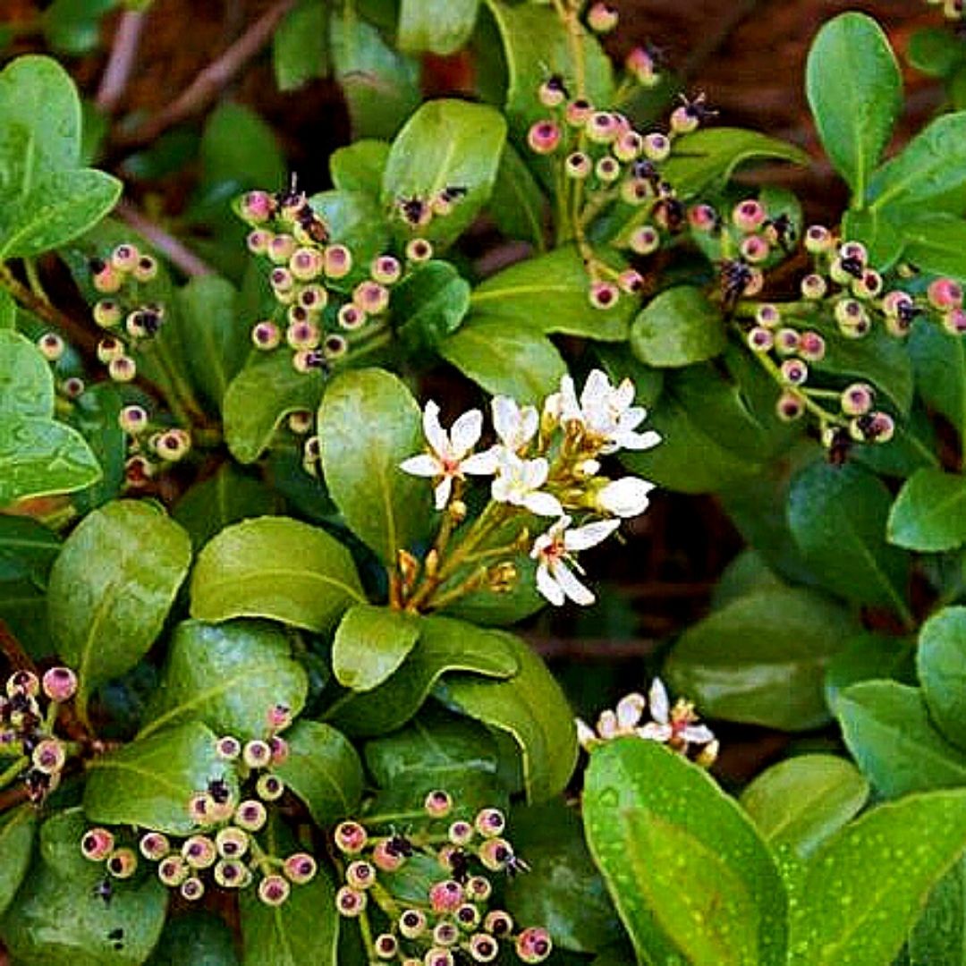 Raphiolepis - Raphiolepis Umbellata - Vivero Cinco Pinos