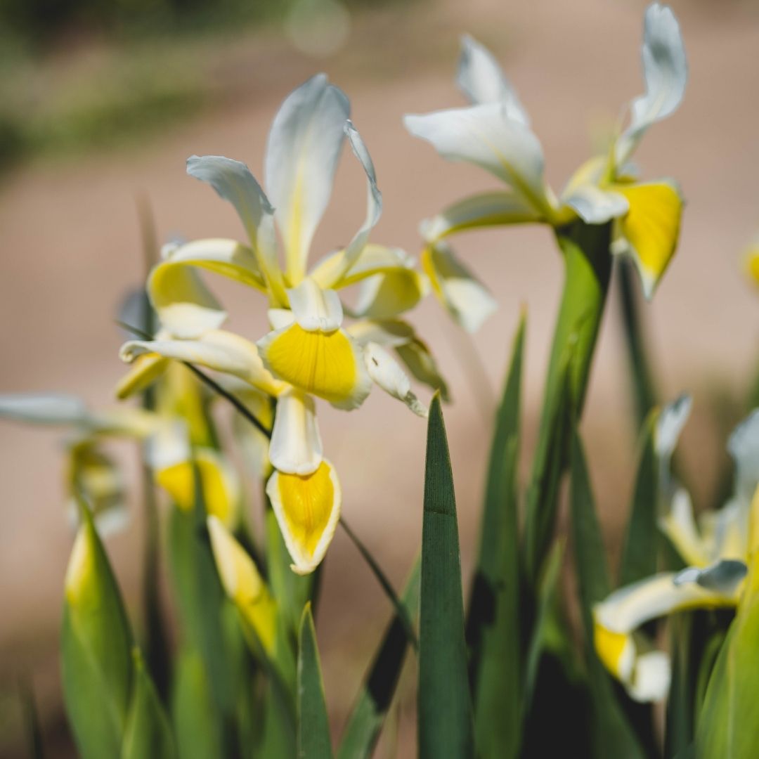 Lirio Futre - Iris Spuria - Vivero Cinco Pinos