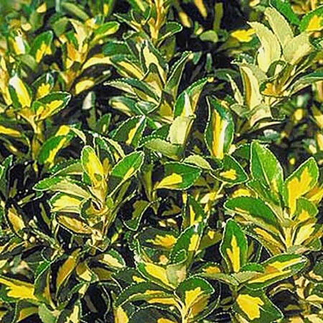 Euonymus pictus