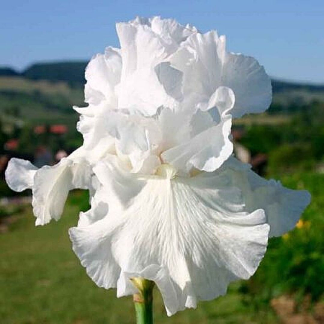 Lirio Blanco- Iris Germanica - Vivero Cinco Pinos